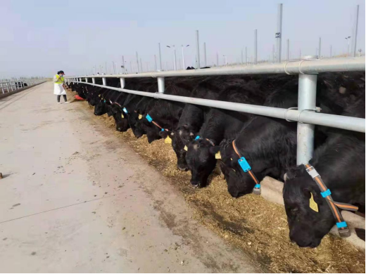 ��ҳ| PP������Ϸ�й����ٷ���վ